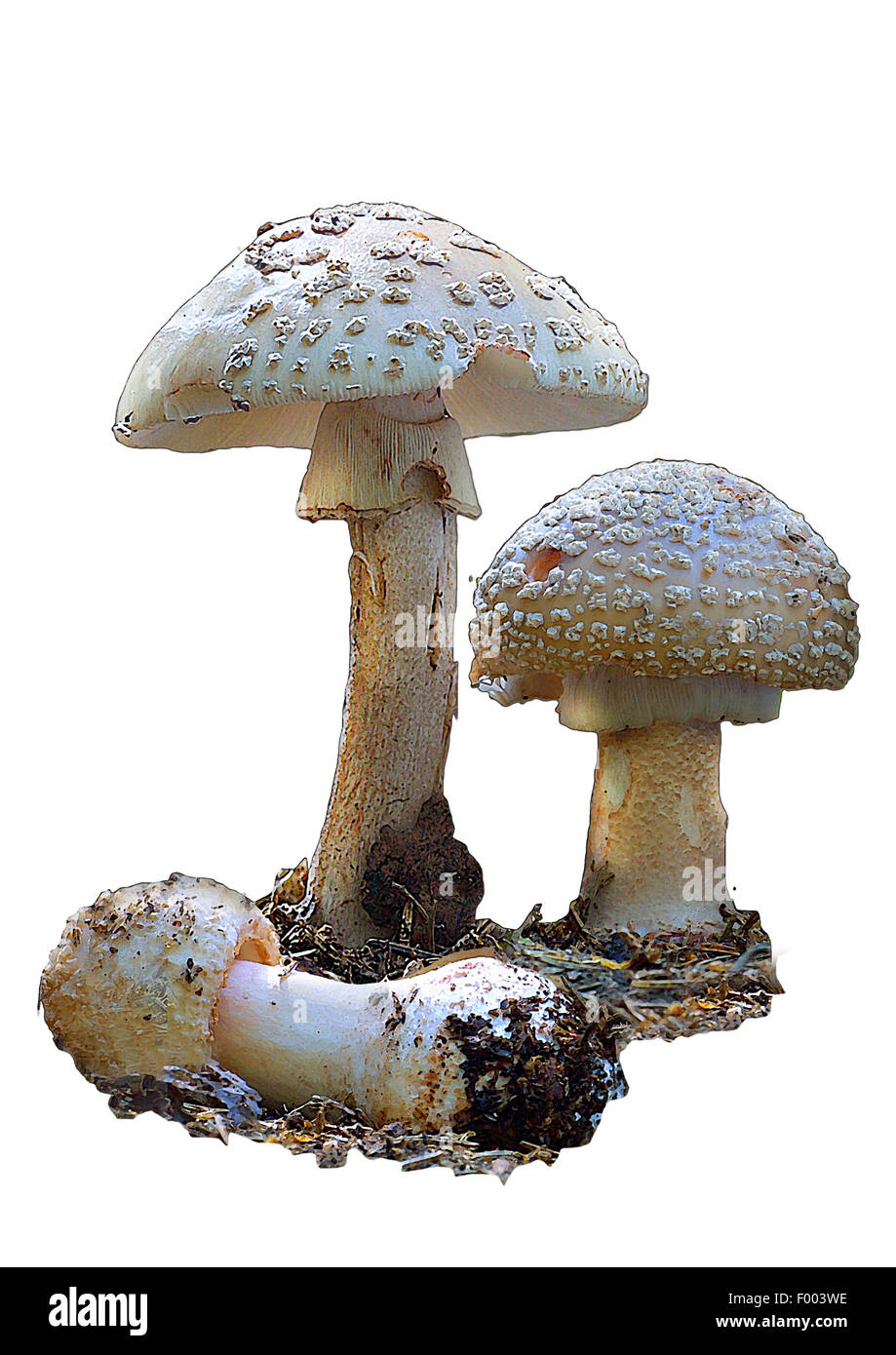 Rouge (Amanita Rubescens), drei Fruchtkörper, Ausschnitt Stockfoto