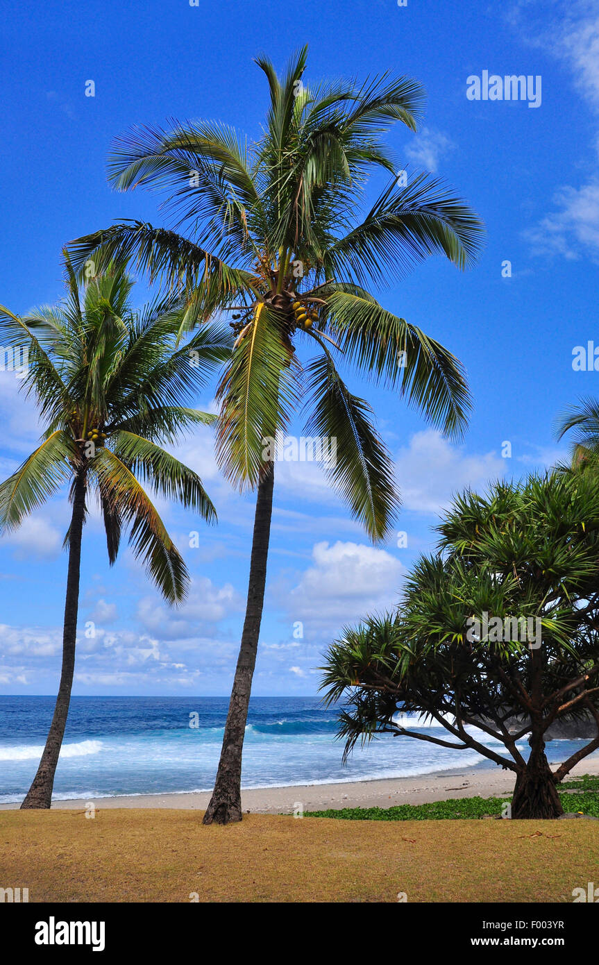 Palm Beach, Reunion Stockfoto
