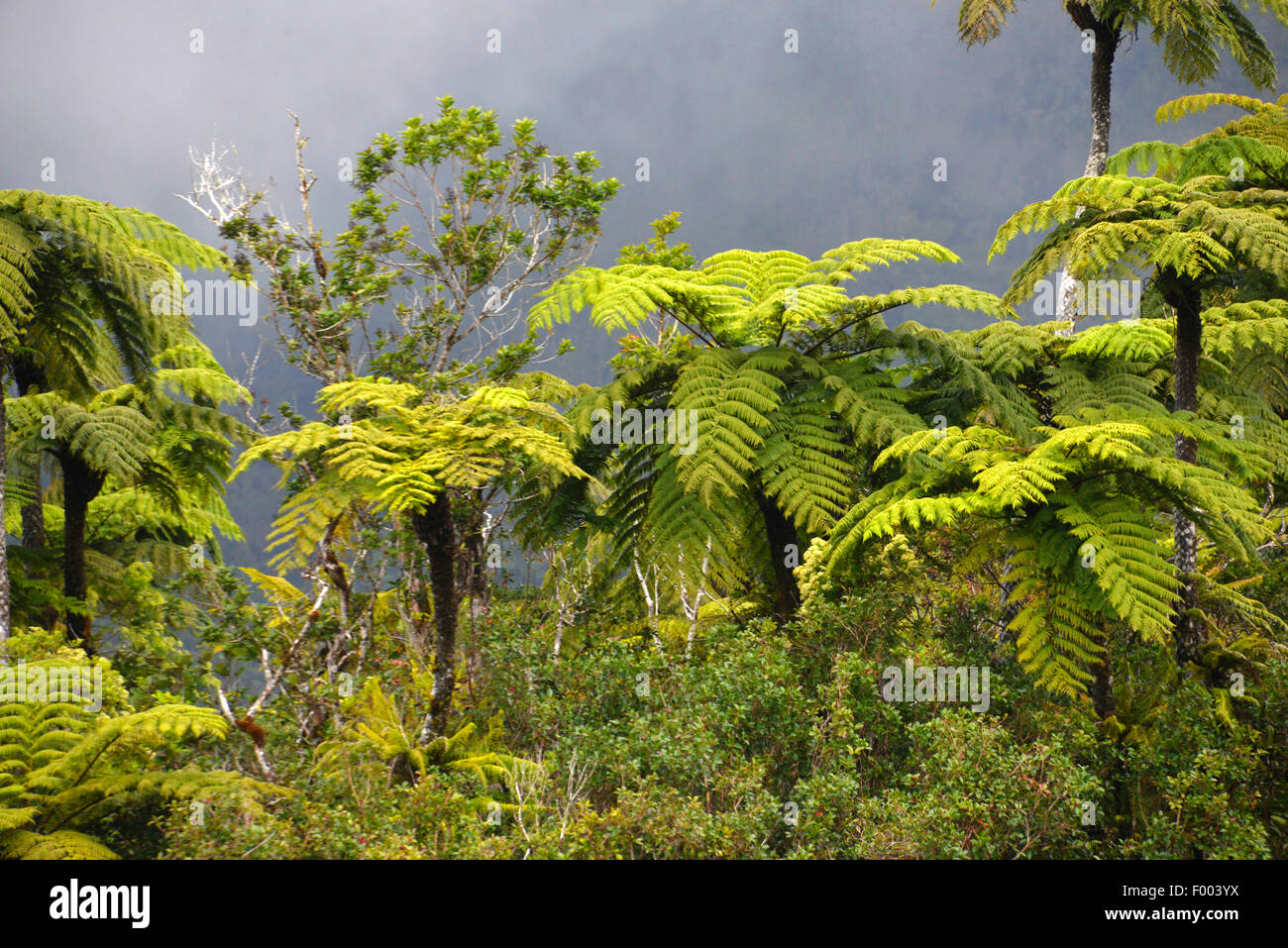 Farn Bäume der Farn Wald Foret de Fougeres, Reunion Stockfoto