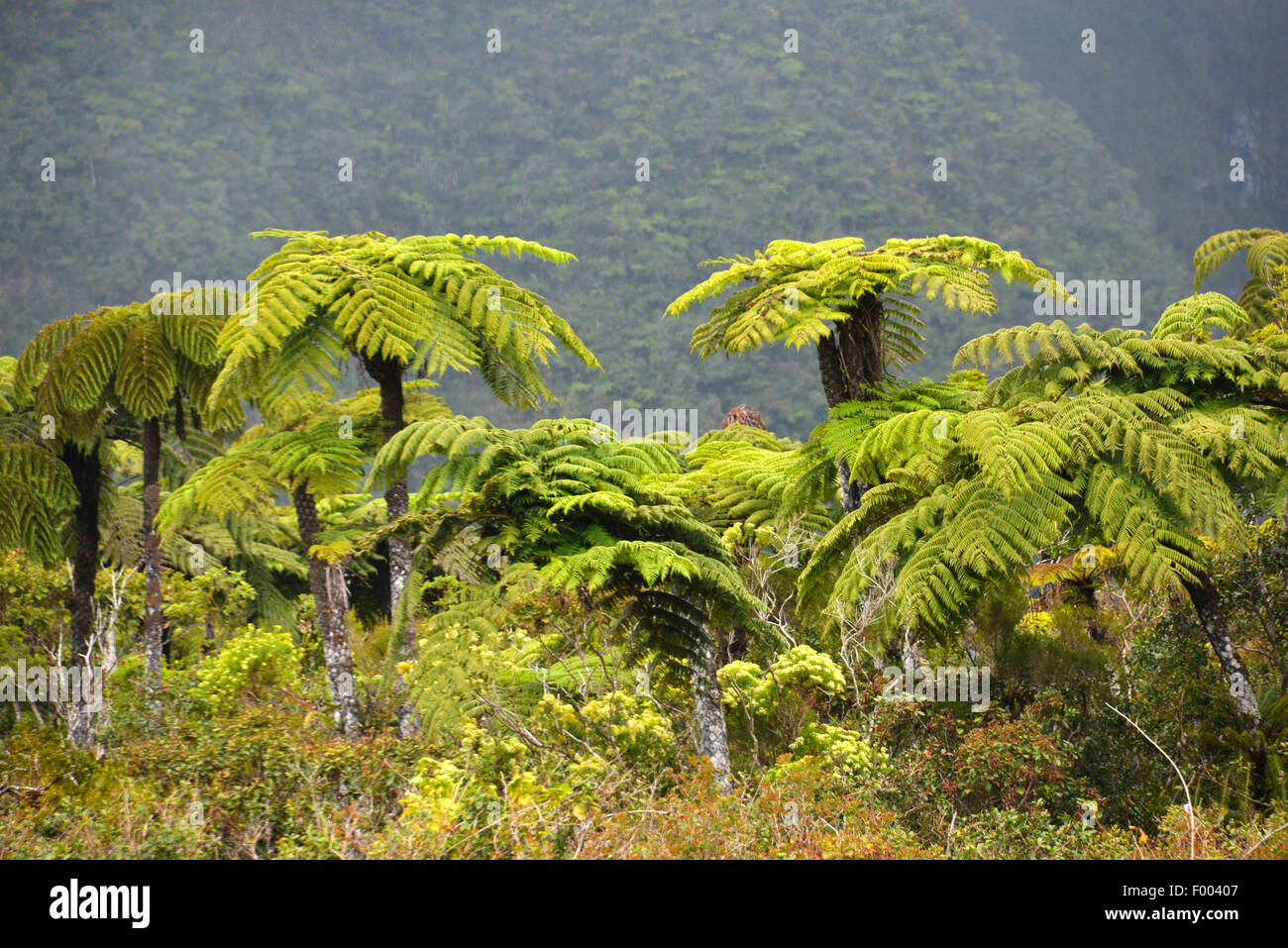 Farn Bäume der Farn Wald Foret de Fougeres, Reunion Stockfoto