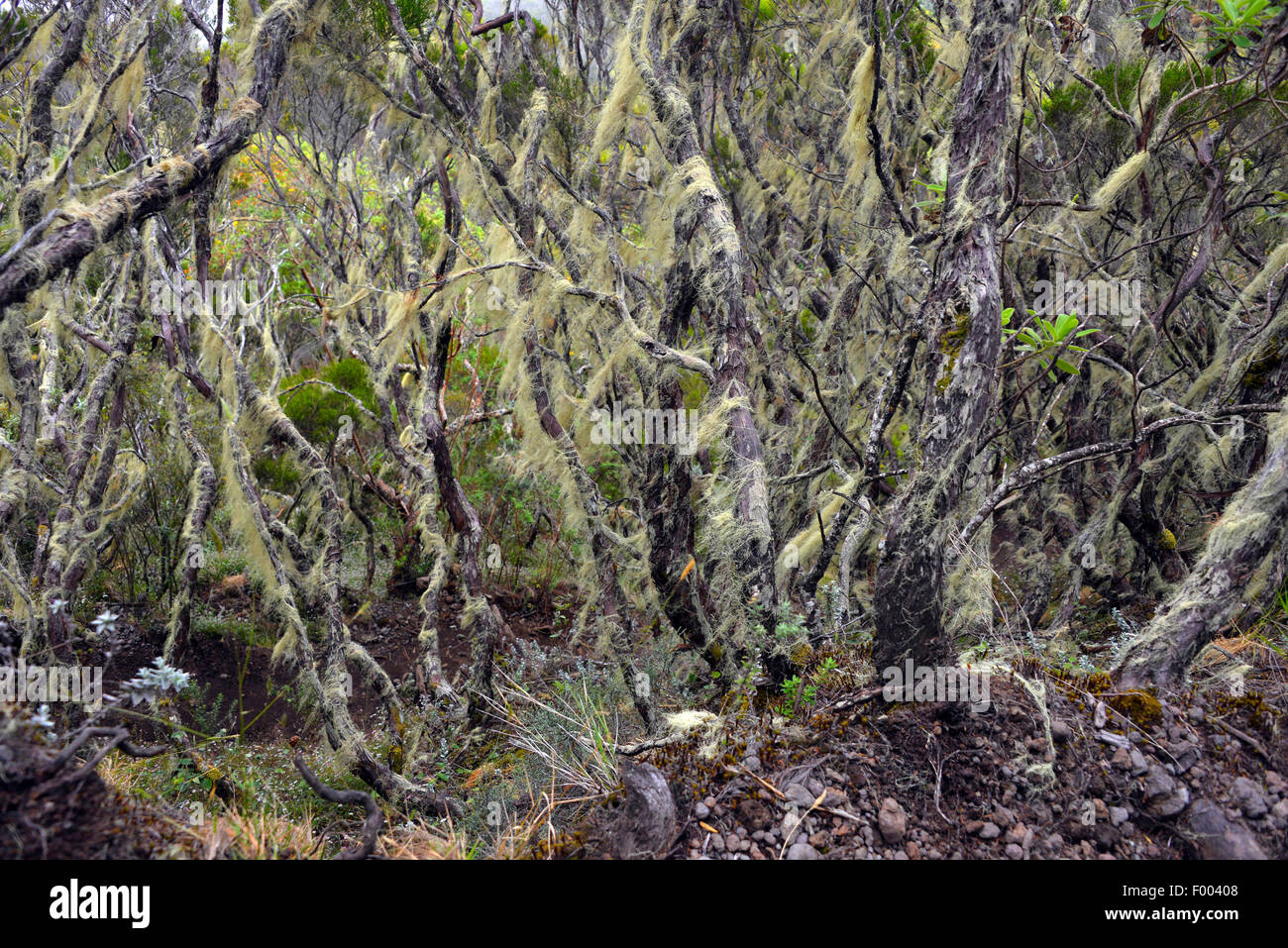 Zweigen bedeckt mit Flechten in den Regenwald, Reunion, Piton des Neiges Stockfoto