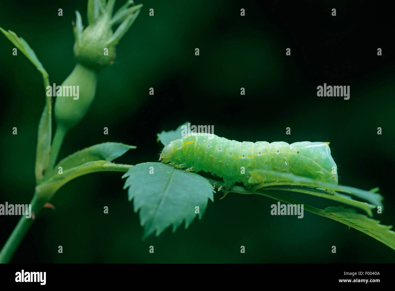 Kupfer-Underwing, bucklig grün Fruitworm, pyramidalen Green Fruitworm (Amphipyra Pyramidea), an einem Stiel Stockfoto