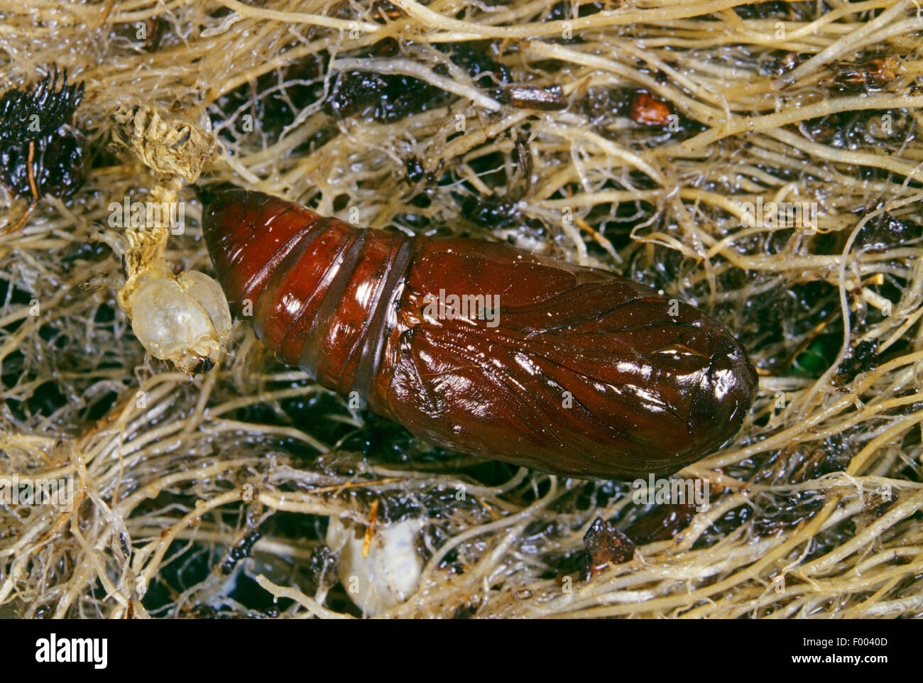 Kupfer-Underwing, bucklig grün Fruitworm, pyramidalen Green Fruitworm (Amphipyra Pyramidea), Puppe Stockfoto