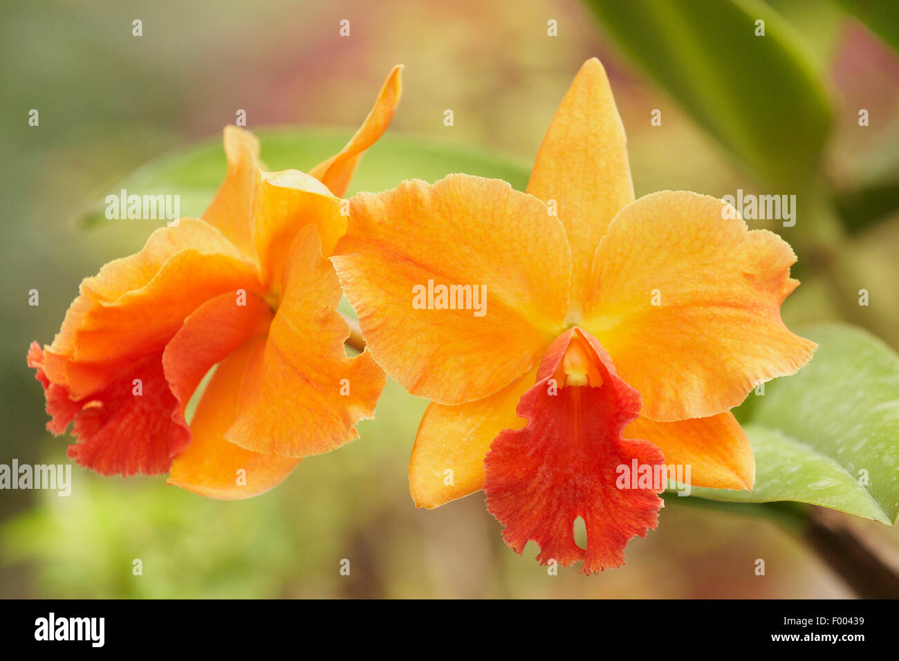 Cattleya Orchidee (Cattleya spec.), Cattleya Vel Doris Infrarot X Rhyncattleanthe Orange Nugge Stockfoto