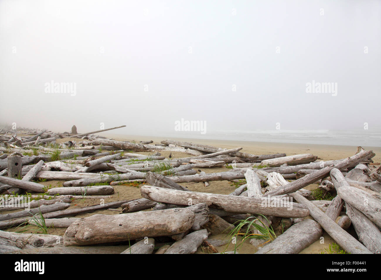 Treibholz am Strand Kämmmaschinen bei Nebel, Tofino, Vancouver Island, Kanada, Pacific Rim Nationalpark Stockfoto