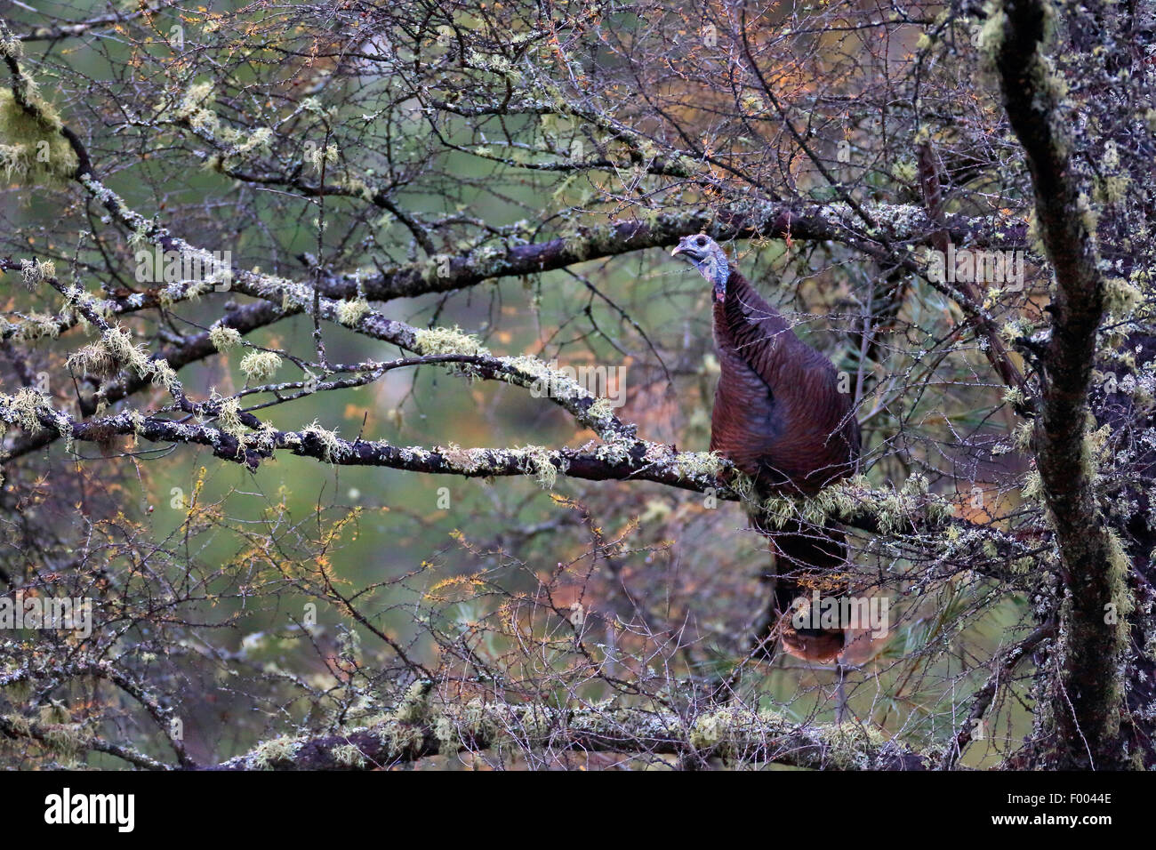 gemeinsamen Türkei (Meleagris Gallopavo), sitzt in einem Baum, Kanada, Ontario, Algonquin Provincial Park weiblich Stockfoto