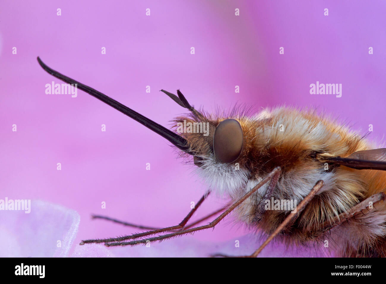 Große Biene-Fly (Bombylius großen), Porträt, Nahaufnahme, Deutschland, Nordrhein-Westfalen Stockfoto