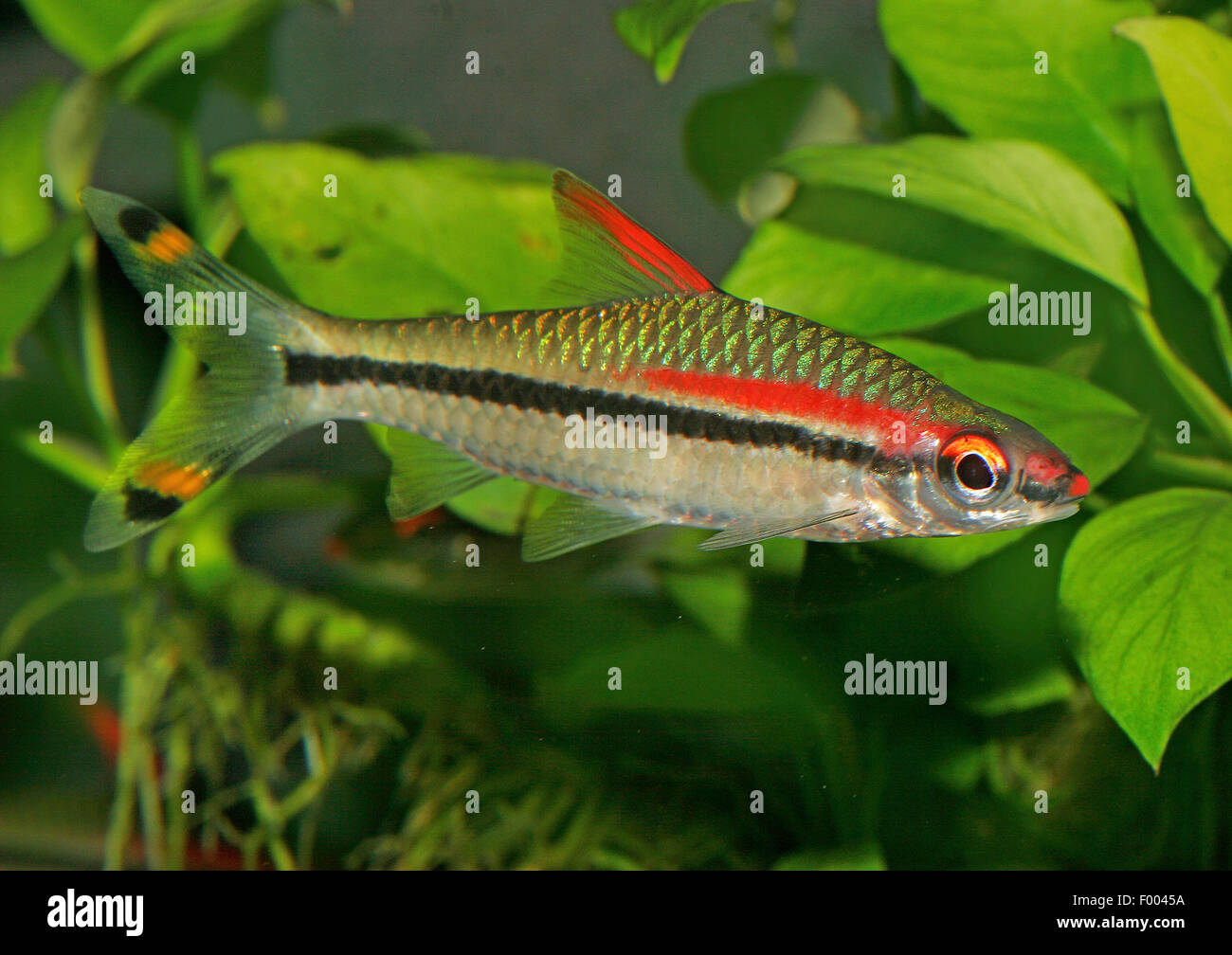 Fisch Torpedo Stockfotos und bilder Kaufen Alamy