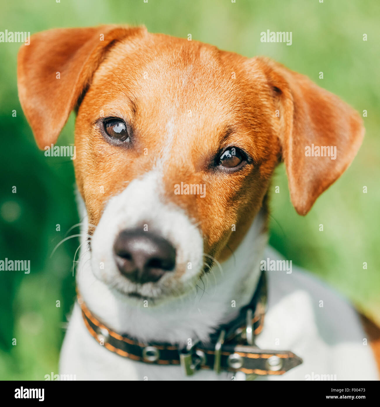 Close Up Hund Jack Russel Terrier auf dem grünen Rasen im freien Stockfoto