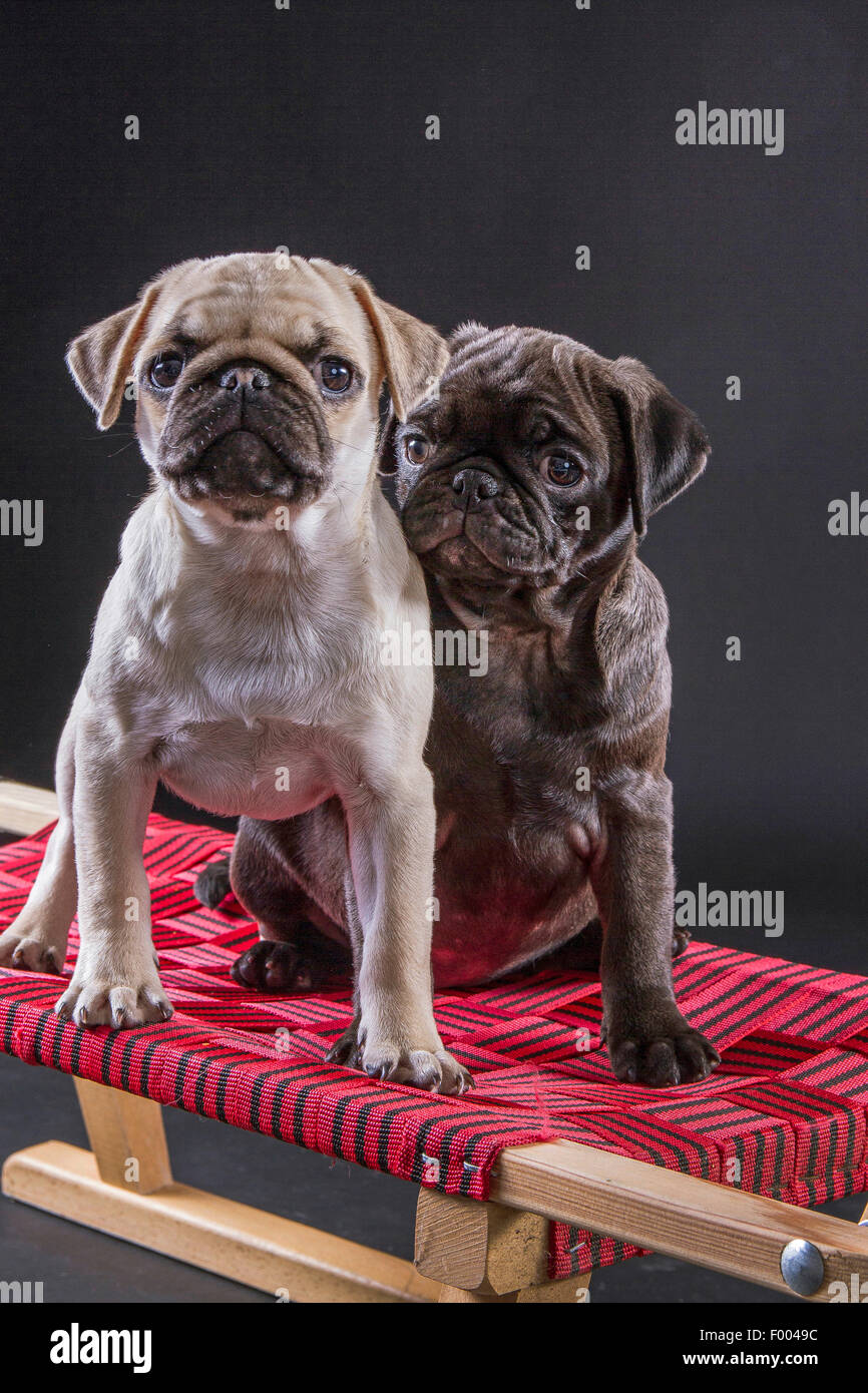 Mops (Canis Lupus F. Familiaris), zwei süße Mops Welpen zusammen auf