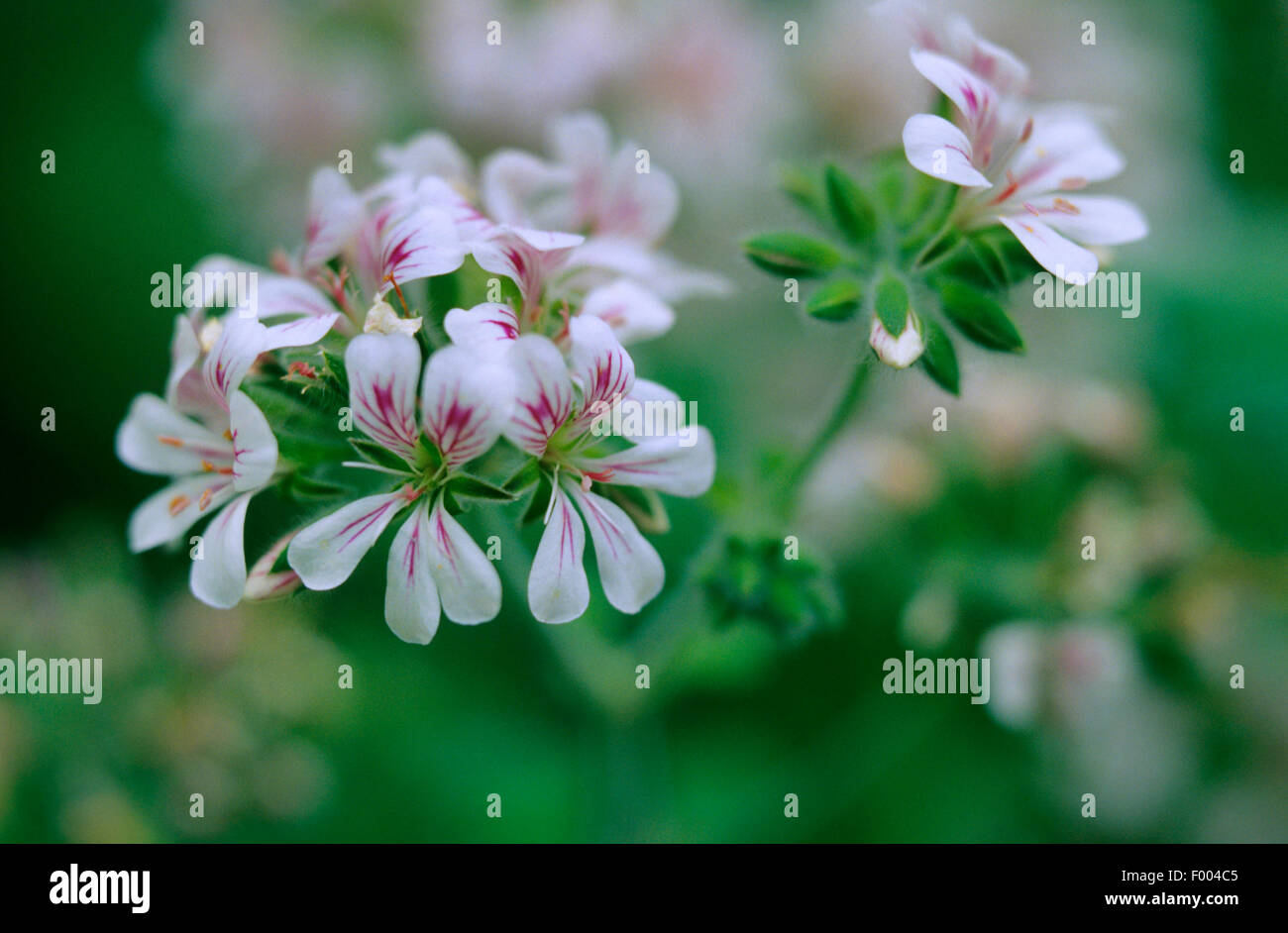 Native Storksbill, Wild Geranium, Austral Storksbill (Pelargonium Australe), blühen Stockfoto