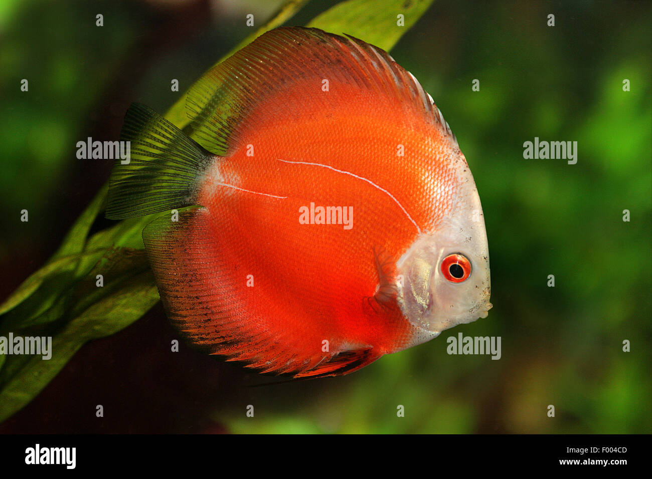Blue Diskus (Symphysodon Aequifasciatus), Schwimmen Stockfoto