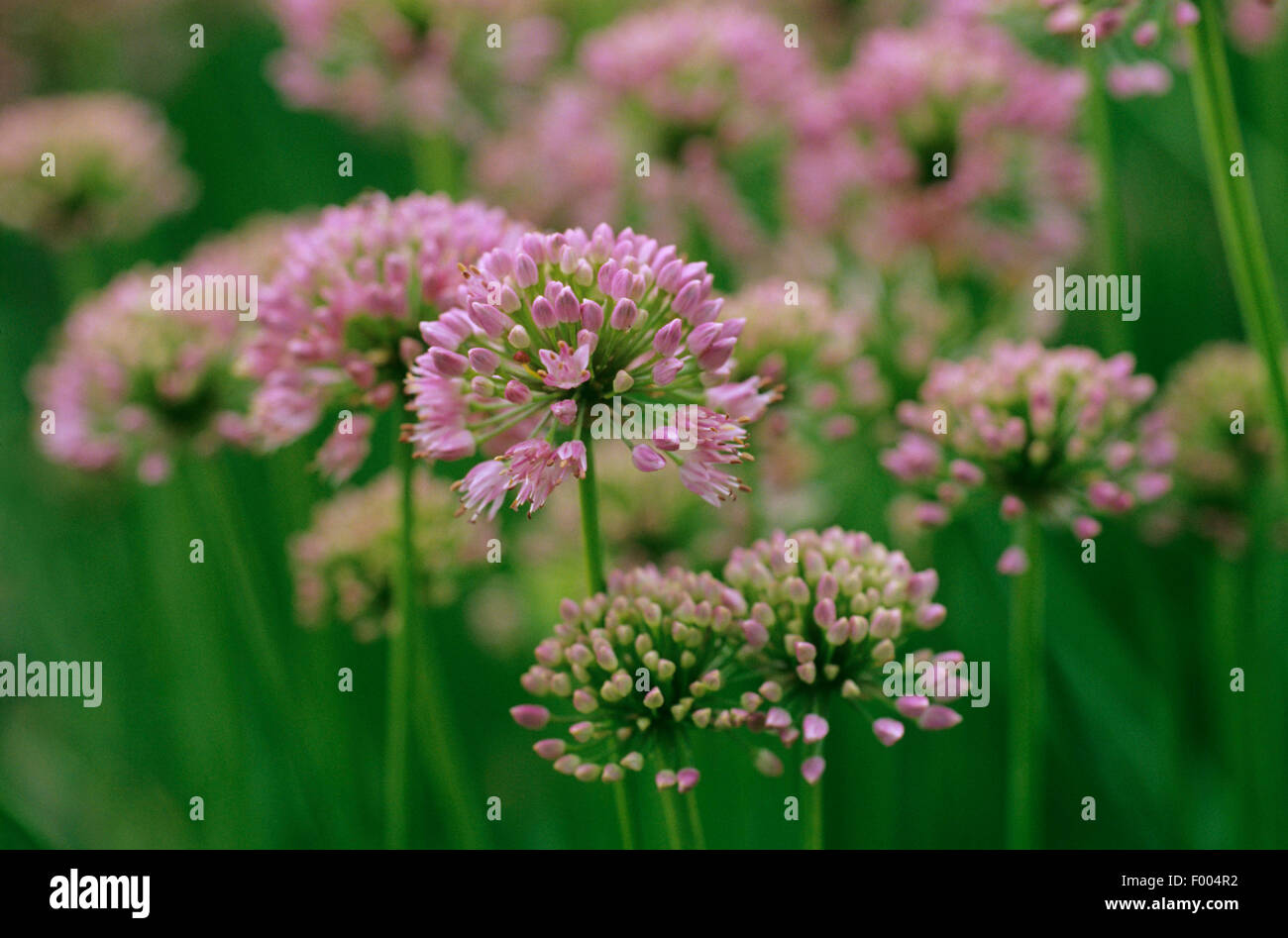 Wilder Lauch Elefant Knoblauch (Allium Ampeloprasum), blühen Stockfoto