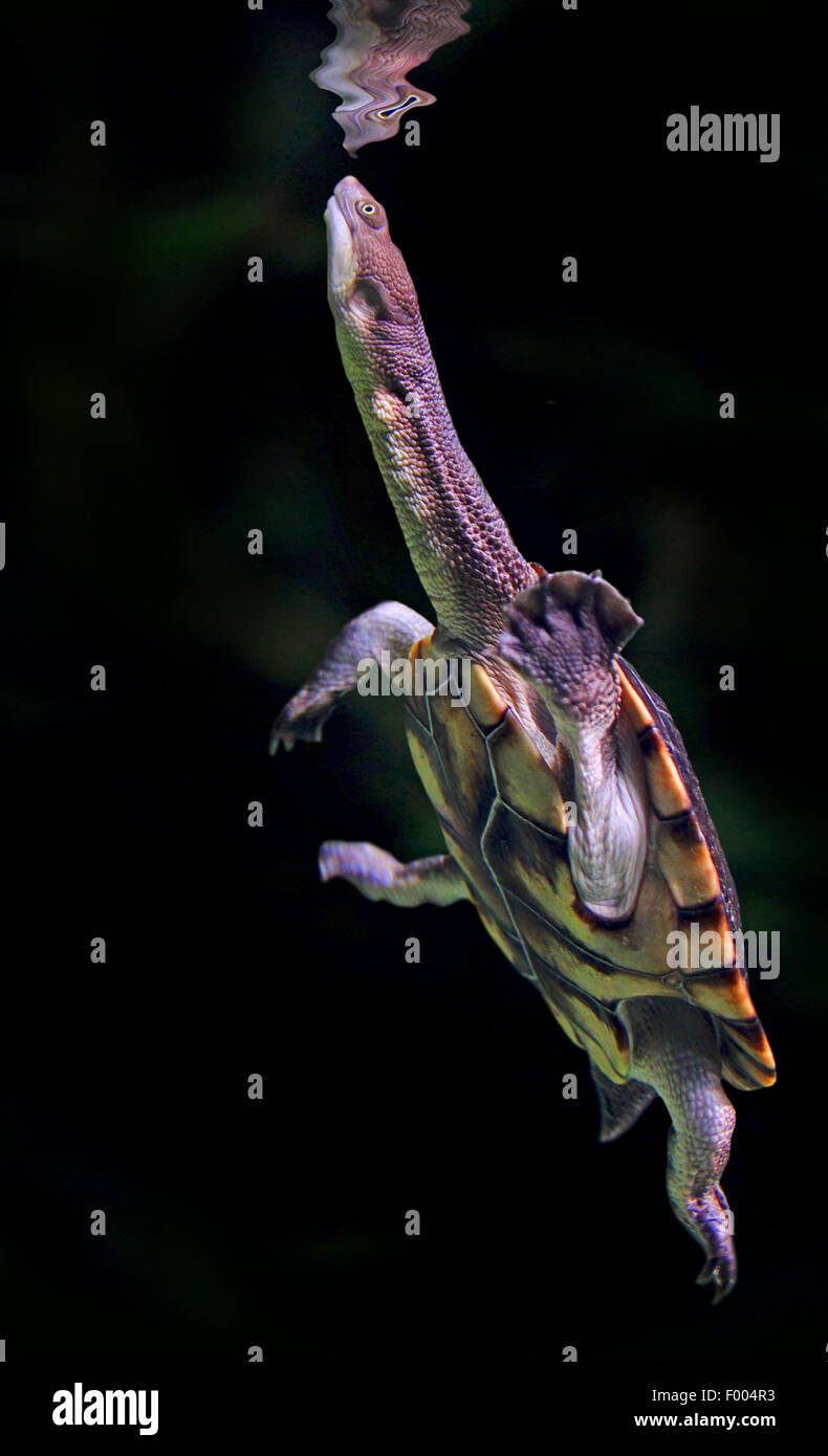 gemeinsamen Schlange-necked Turtle, gemeinsame Snakeneck, lang-necked Schildkröte (Chelodina Longicollis), Tauchen Stockfoto