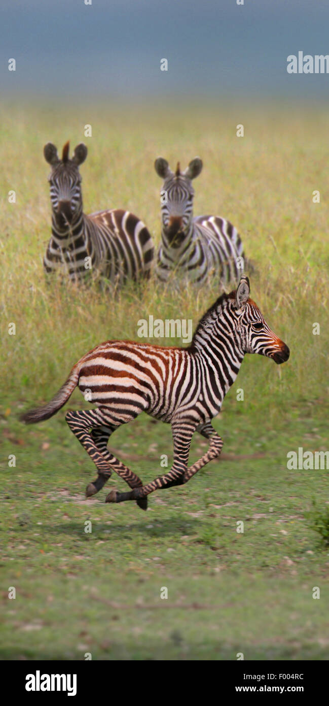 Gemeinsamen Zebra (Equus Quagga), zwei Zebras beobachten laufen juvenile, Afrika Stockfoto