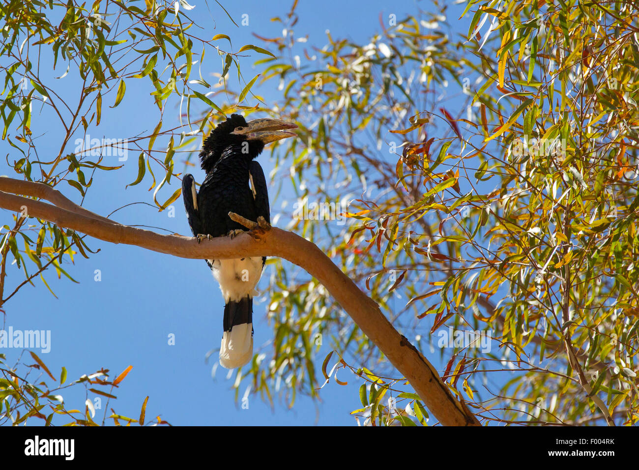 Black-and-white-casqued Hornbill (Bycanistes Subcylindricus), sitzt auf einem Ast im Baum Stockfoto
