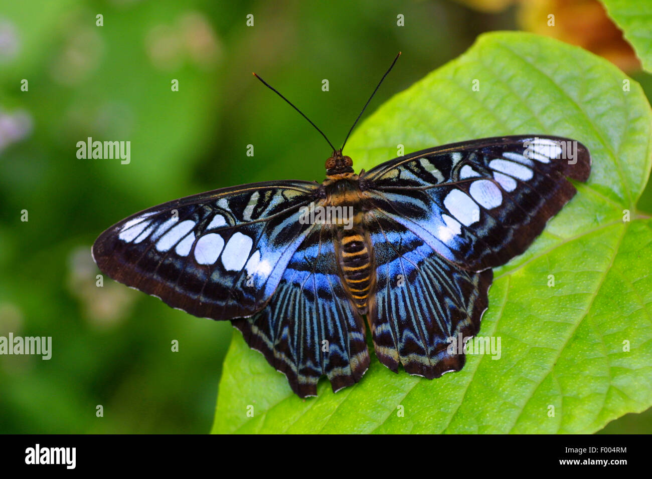 Schwalbenschwanz (Parthenos Sylvia Lilacinus), auf einem Blatt, Malaysia Stockfoto