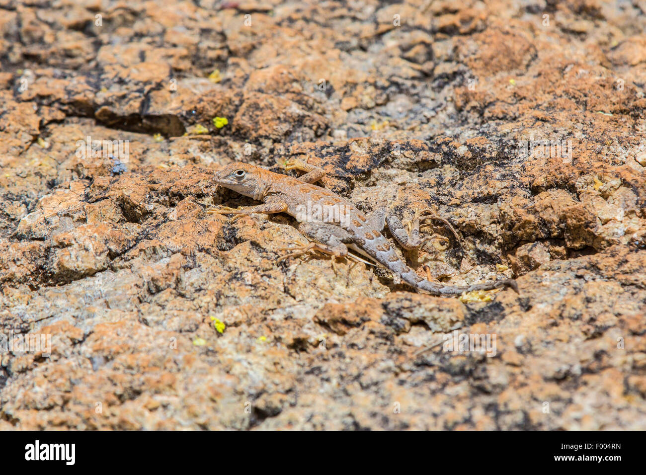 Elegante Earless Lizard (vgl. Holbrookia Elegans), gut getarnt auf Felsen, USA, Arizona Stockfoto