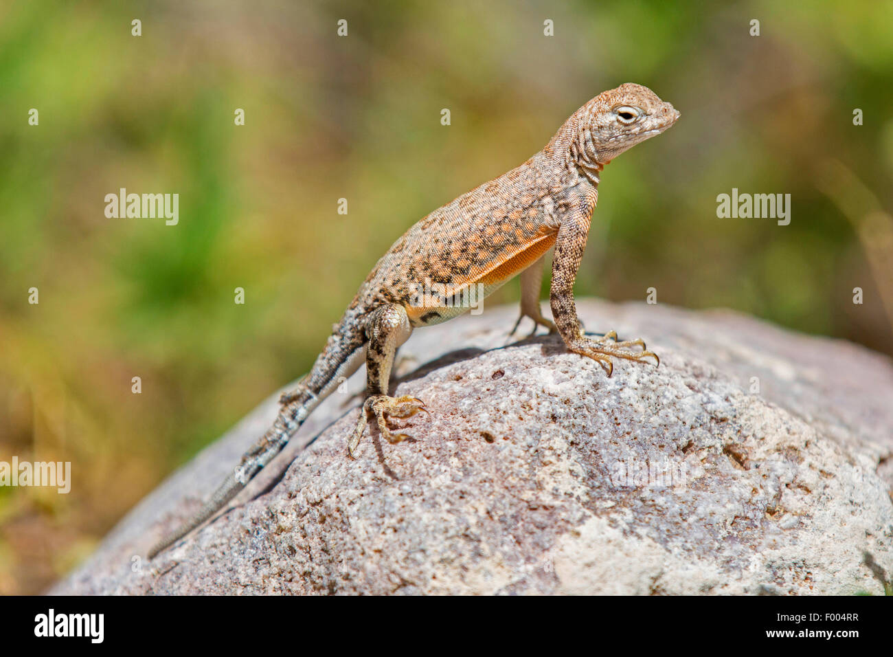 Größere Earless Lizard (vgl. Cophosaurus Texanus), steht auf einem Felsen, USA, Arizona Stockfoto