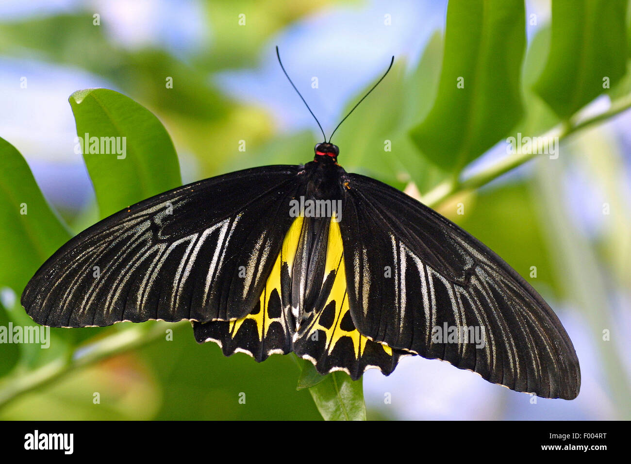 Tropischer Schmetterling (Troides Helena), auf einem Zweig Stockfoto