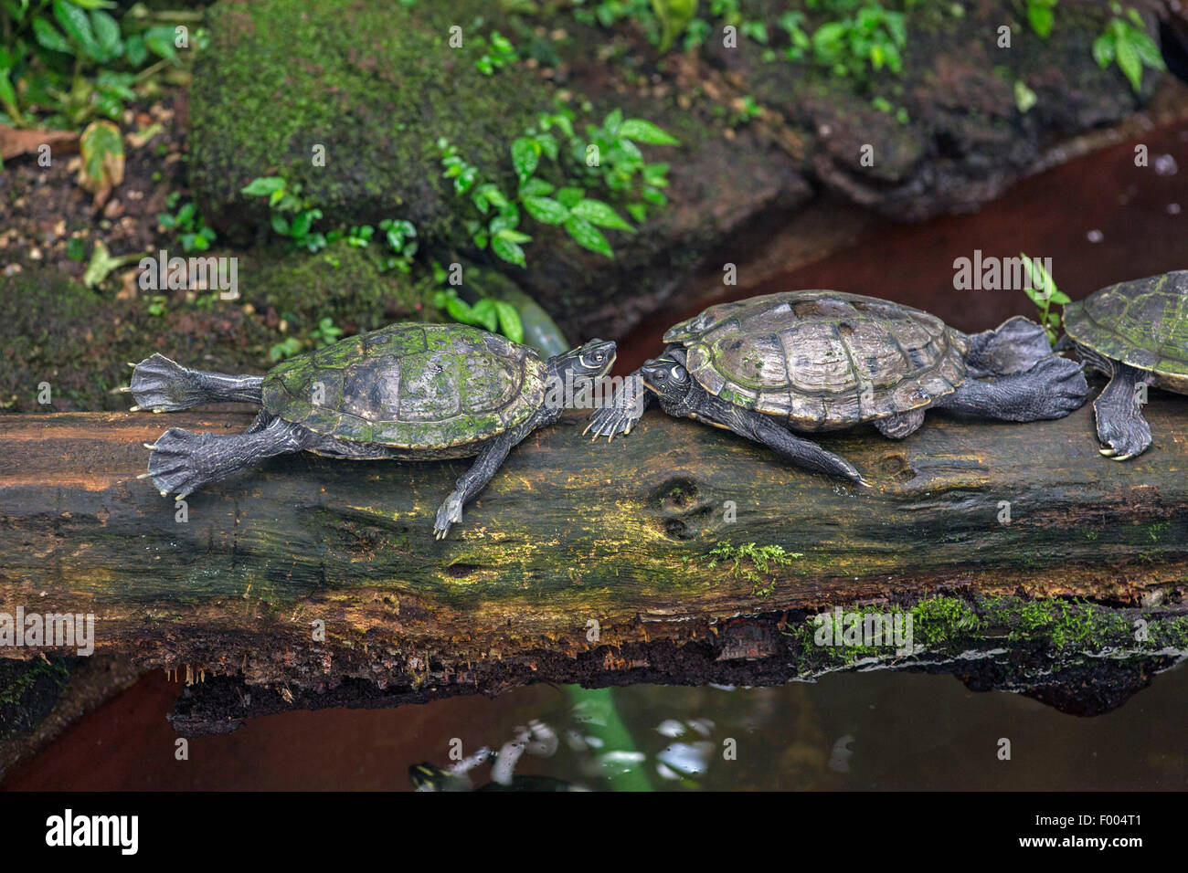 Slider, gemeinsame Schieberegler, Teich Schieberegler, Bauche Schildkröte (ist Scripta Scripta, Pseudemys Scripta Scripta, Chrysemys Scripta Scripta), mit skurrilen Körperhaltung beim Sonnenbaden auf Totholz Stockfoto