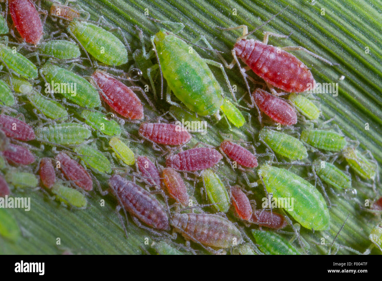 Pflaumenmus-Hop Blattlaus, Hop Blattlaus (Hyalopterus Pruni), Kolonie auf einem Reed Blatt, Deutschland, Bayern, Isental Stockfoto