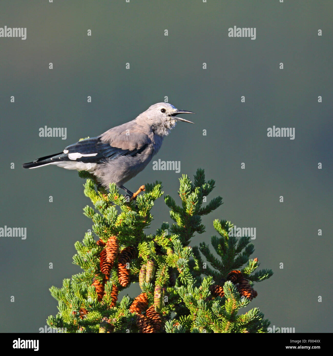 Clarks Tannenhäher (Nucifraga Columbiana), sitzen an der Spitze eines Baumes und Berufung, Kanada, Alberta, Banff Nationalpark Stockfoto