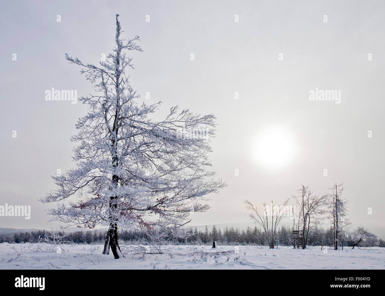 verschneite Landschaft Kahler Asten Berg, Winterberg, Sauerland, Nordrhein-Westfalen, Deutschland Stockfoto