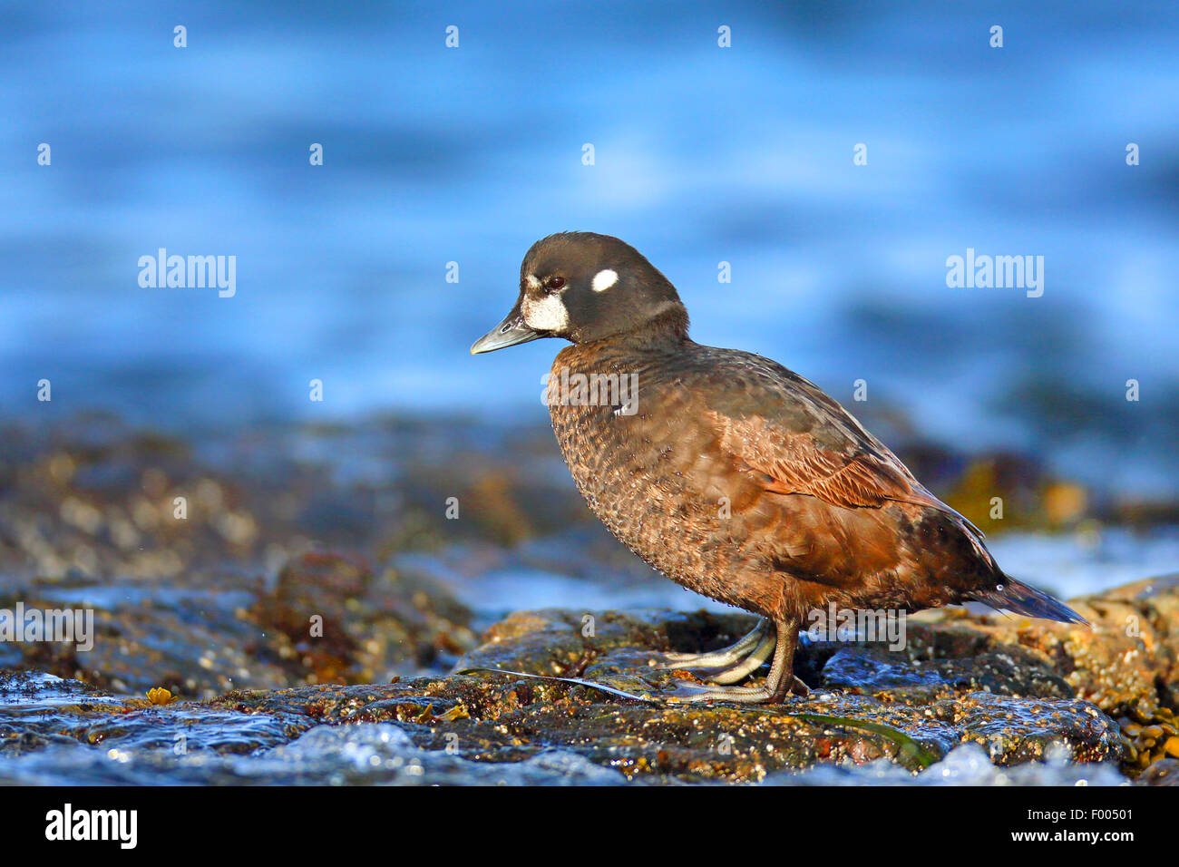 Harlekin Ente (Histrionicus Histrionicus), weibliche steht auf einem Felsen am Meer, Kanada, Vancouver Island, Victoria Stockfoto