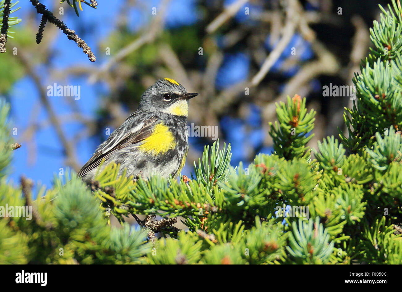 Gelb-Psephotus Grasmücke (Dendroica Coronata), männliche sitzt in einer Douglasie, Kanada, Alberta Banff National Park Stockfoto