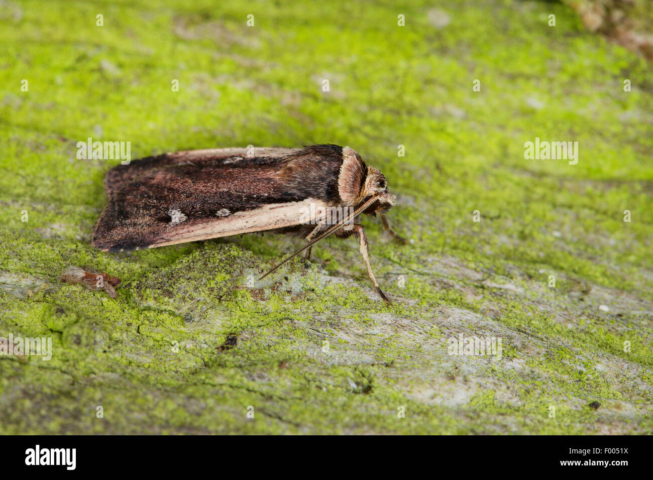 Flamme Schulter, schulterte Flame Dart (Ochropleura Plecta, Rhyacia Plecta, Phalaena Plecta), auf grüne Rinde, Deutschland Stockfoto