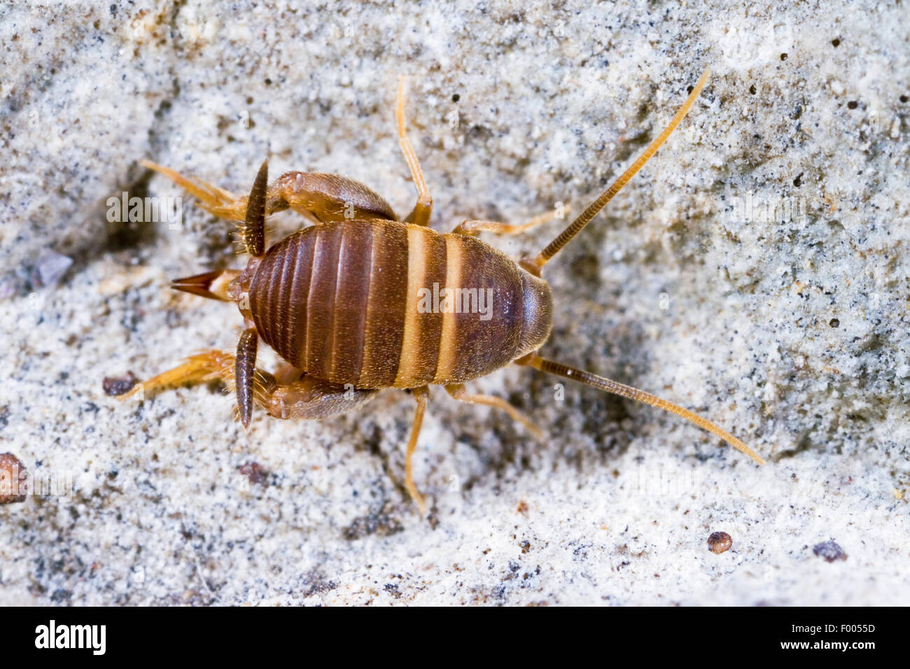 Ant-liebenden Cricket, Ant Kricket, Myrmecophilous Cricket, Ant es Nest Cricket (Myrmecophilus Acervorum), auf einem Stein, Deutschland Stockfoto