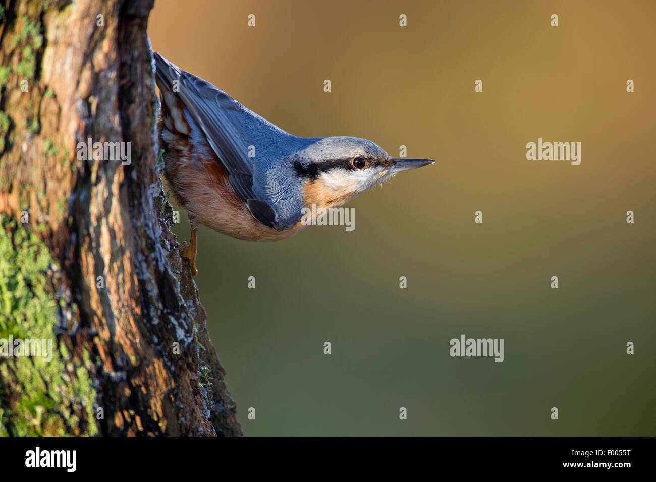 Eurasische Kleiber (Sitta Europaea), an einem faulen Baumstamm, Deutschland Stockfoto