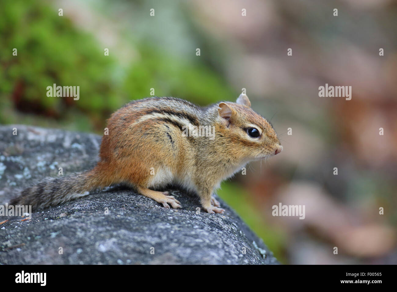 Östlichen amerikanische Streifenhörnchen (Tamias Striatus), sitzt auf einem Felsen, Kanada, Ontario, Algonquin Provincial Park Stockfoto