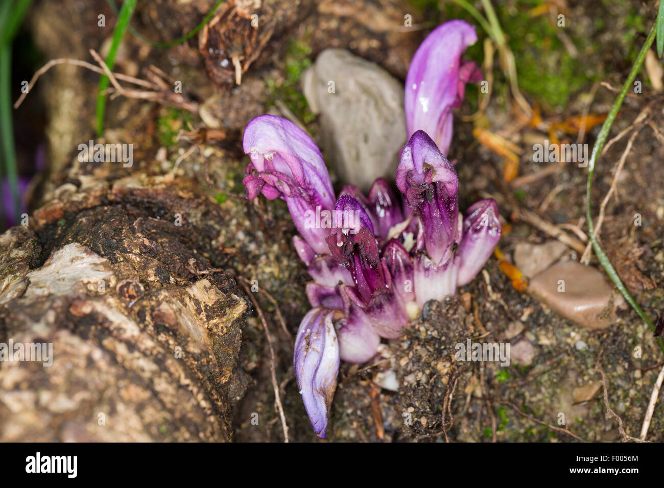 Toothwort, versteckte Toothwort (Lathraea Clandestina, Clandestina Purpurea, Clandestina Penduliflora), lila blühende, Frankreich Stockfoto