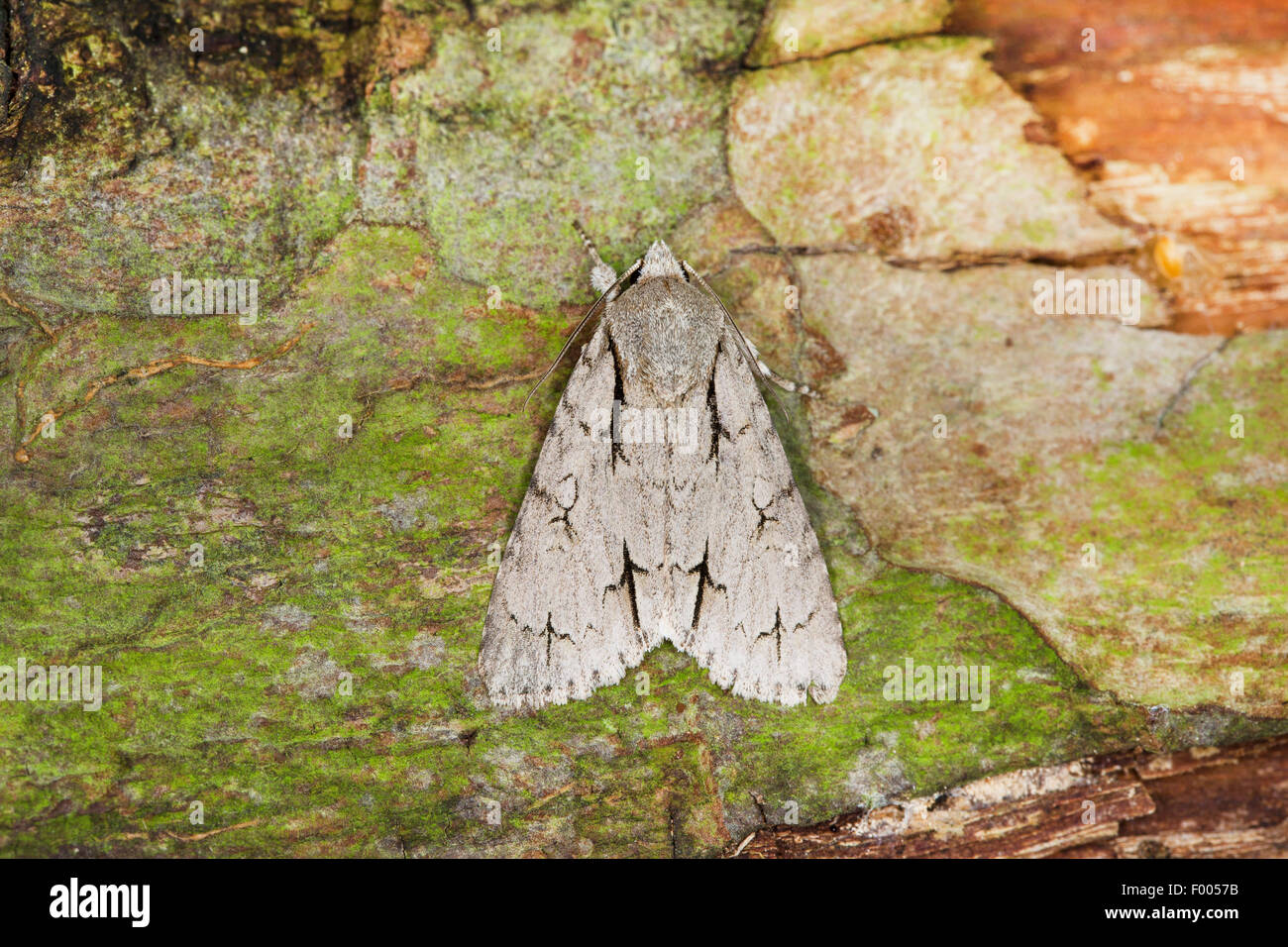 Dolch, grauen Dolch Motte (Acronicta Psi), grau, auf Rinde, Deutschland Stockfoto