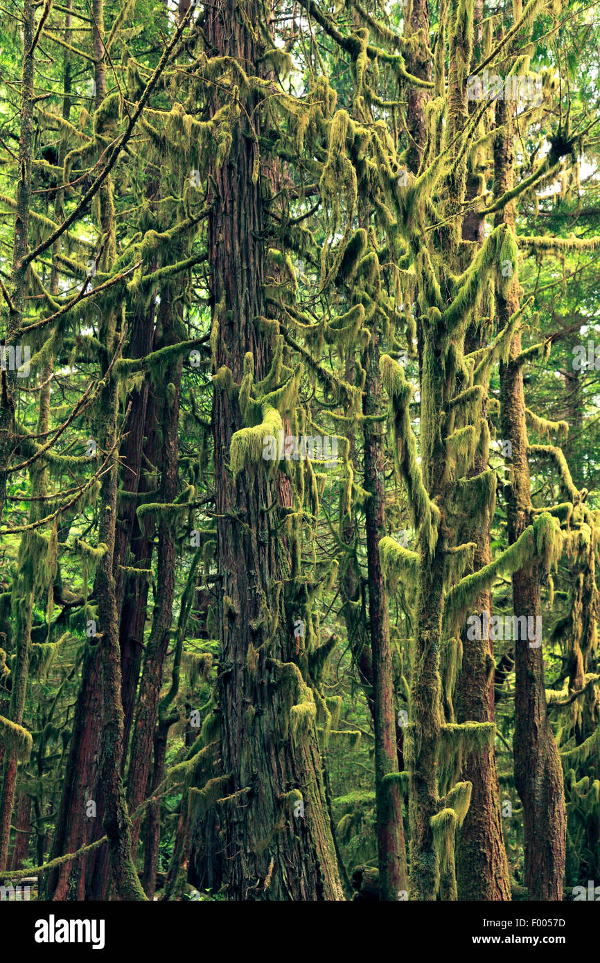 feuchten, gemäßigten Regenwald mit Flechten Wachstum, Kanada, Vancouver Island Stockfoto