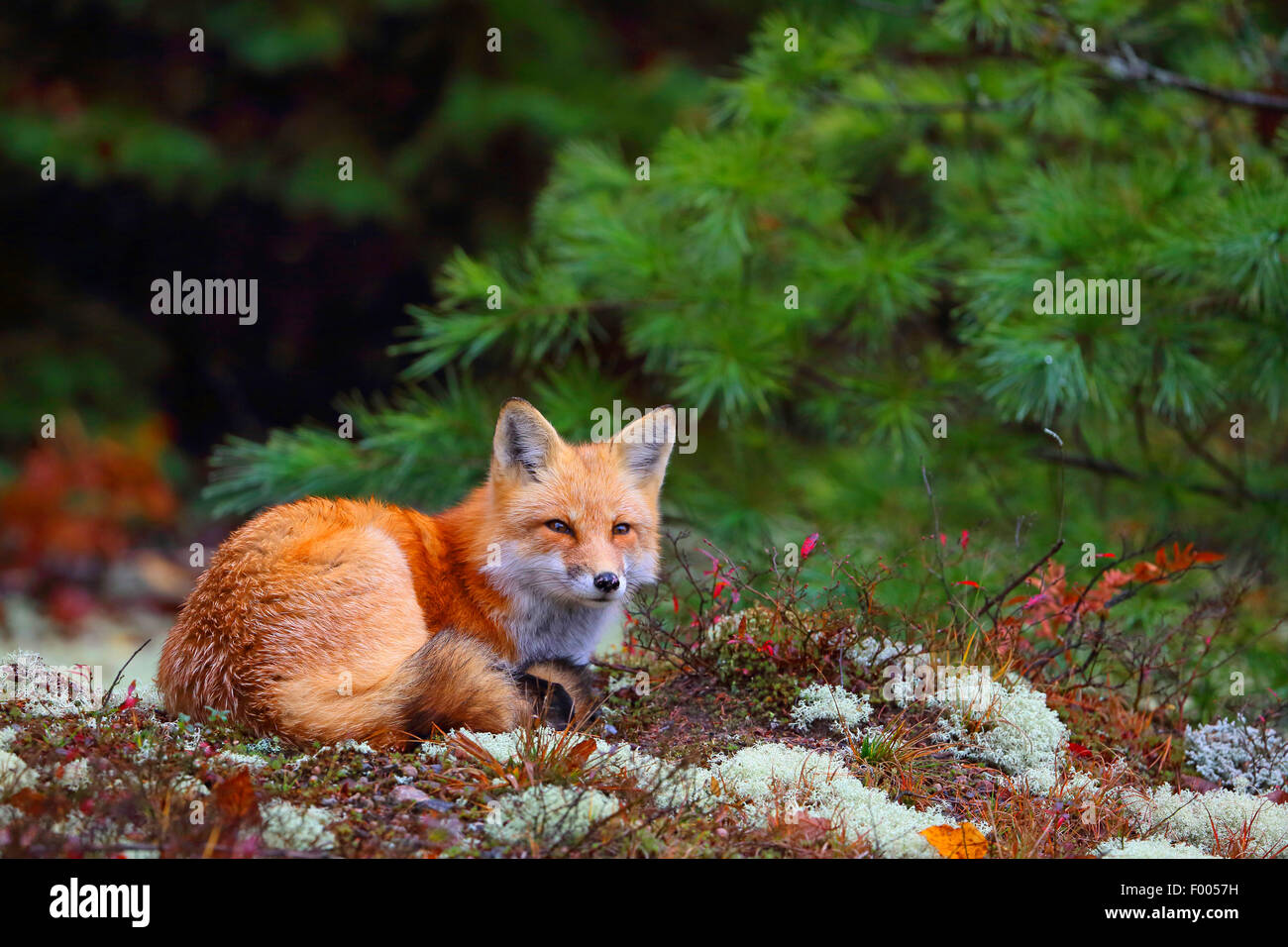 Rotfuchs (Vulpes Vulpes), sitzt im Wald Rand, Kanada, Ontario, Algonquin Provincial Park Stockfoto