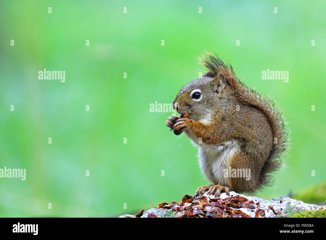 östlichen Eichhörnchen, Eichhörnchen (Tamiasciurus Hudsonicus), frisst auf einem Kegel, Kanada, Alberta Banff National Park Stockfoto