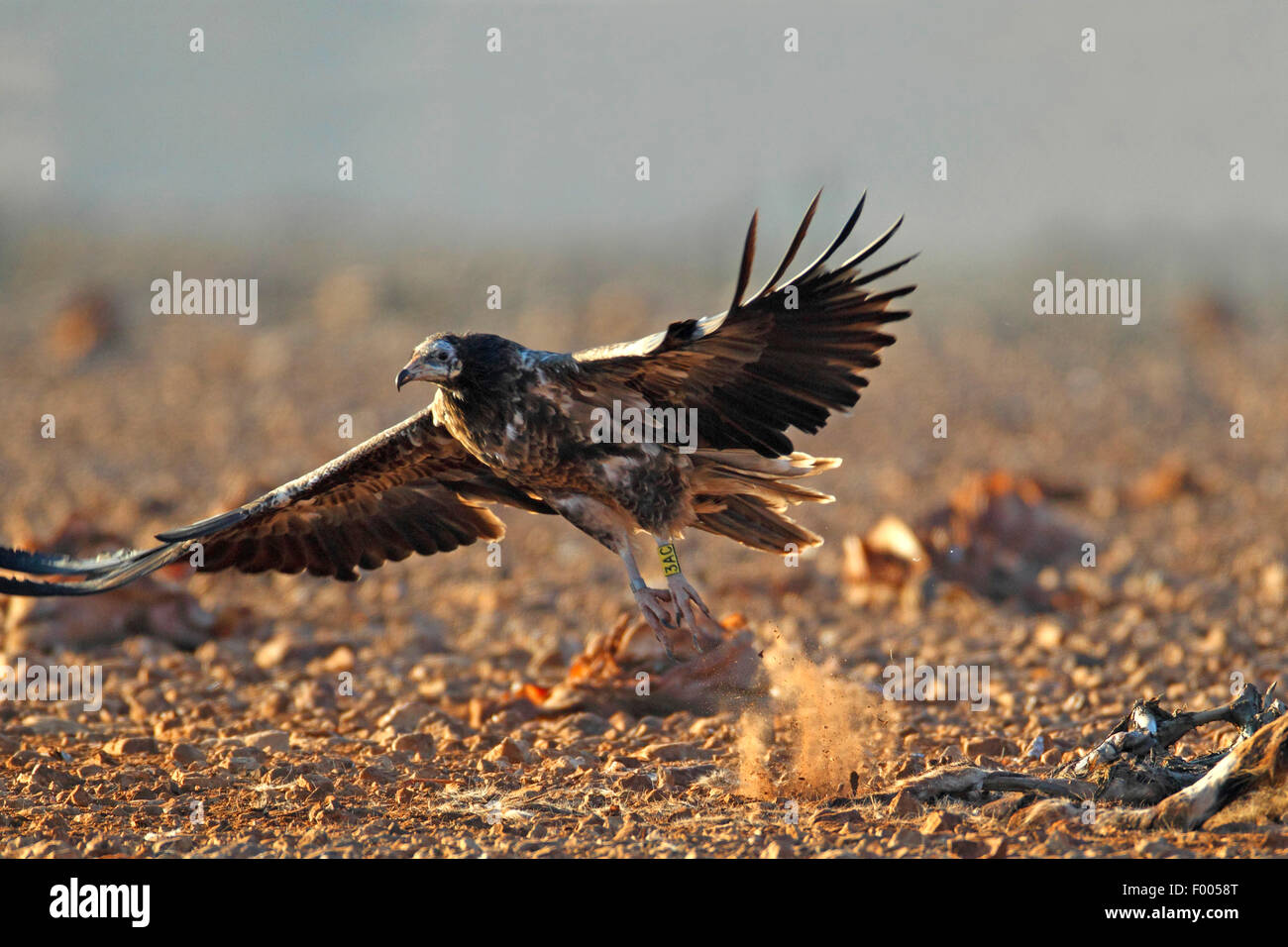 Schmutzgeier (Neophron Percnopterus), unreifen Vogel fliegen aus dem Boden, Kanarischen Inseln, Fuerteventura Stockfoto