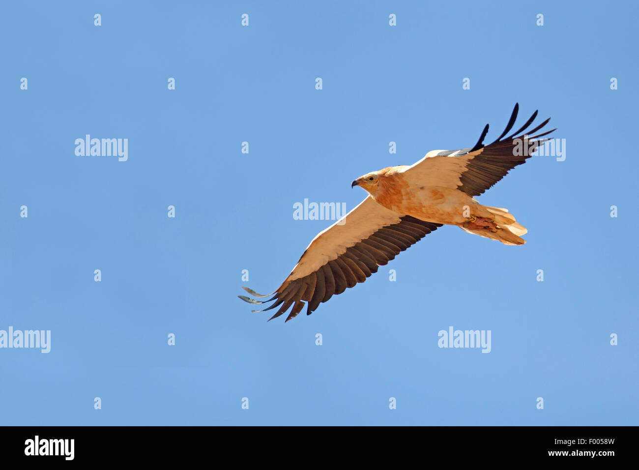 Schmutzgeier (Neophron Percnopterus), Erwachsenen Vogel fliegen, Kanarischen Inseln, Fuerteventura Stockfoto