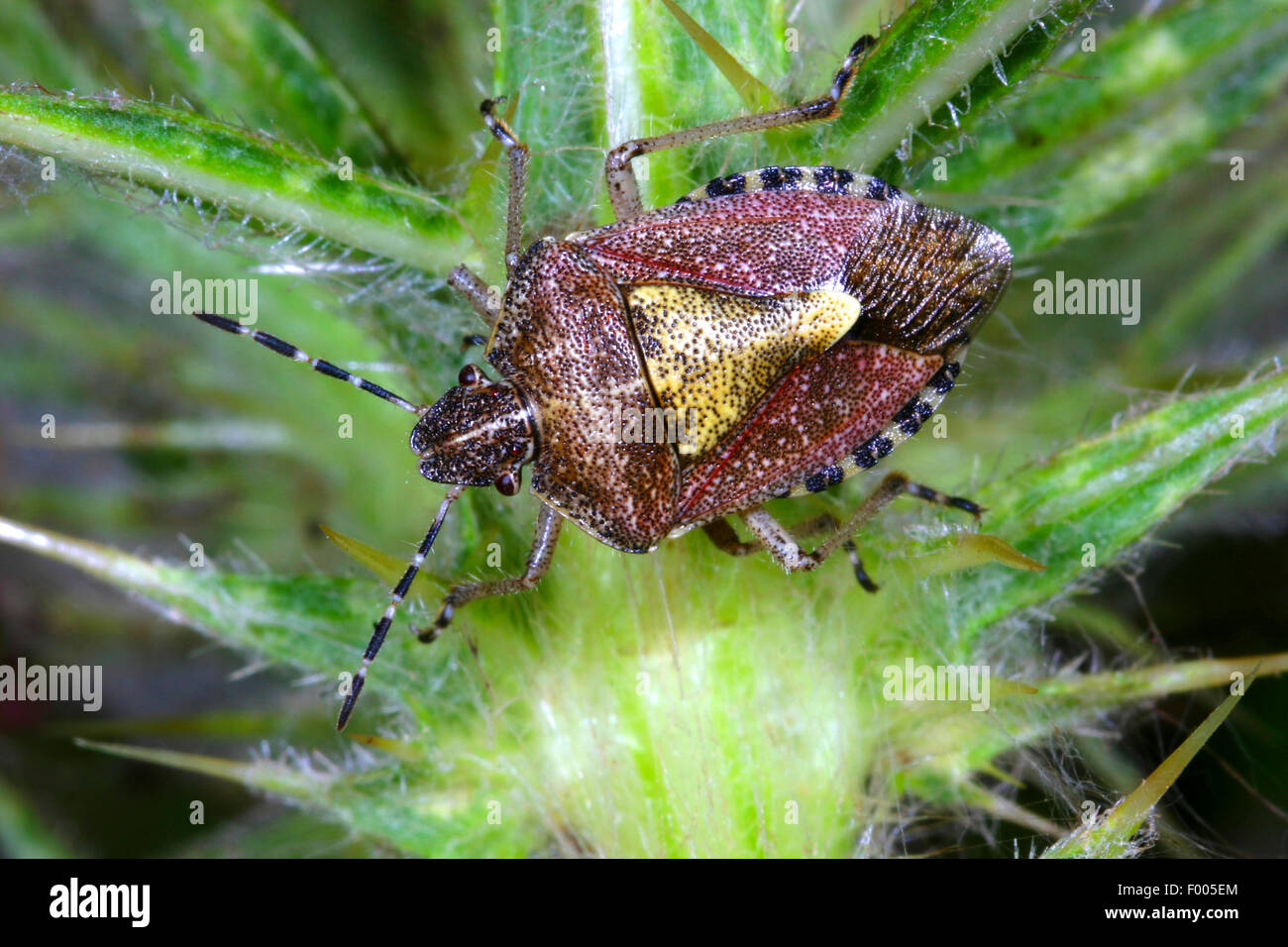 Schlehen-Bug, Sloebug (Dolycoris Baccarum), auf einer Pflanze, Deutschland Stockfoto