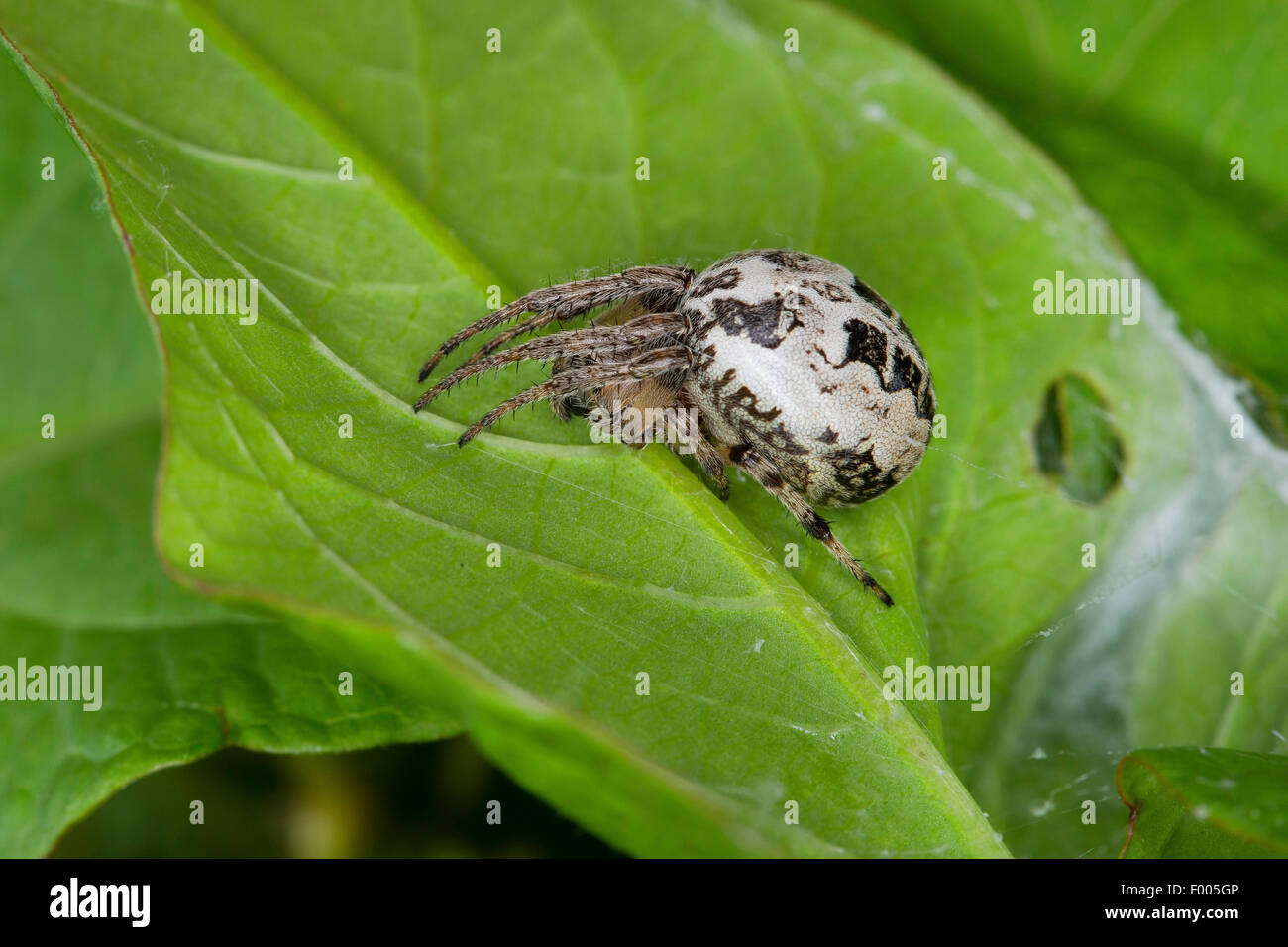 Furche Spinne, Furche Orbweaver Spider (Larinioides Cornutus, Araneus Cornutus), auf einem Blatt, Deutschland Stockfoto