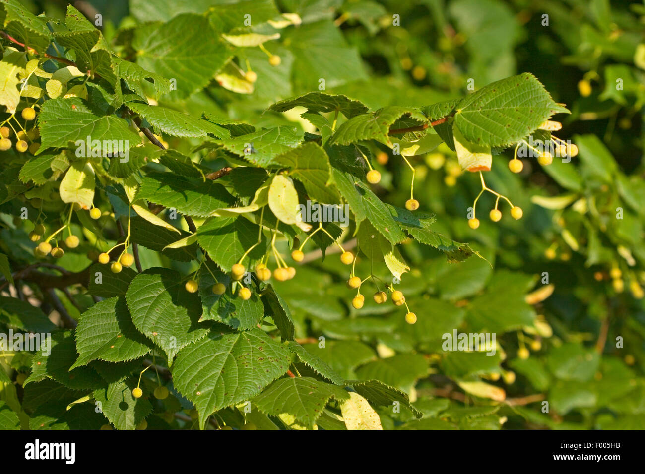 kleinblättrige Linde, Littleleaf Linden, kleines Blatt Linde (Tilia Cordata), Zweig mit Früchten, Deutschland Stockfoto