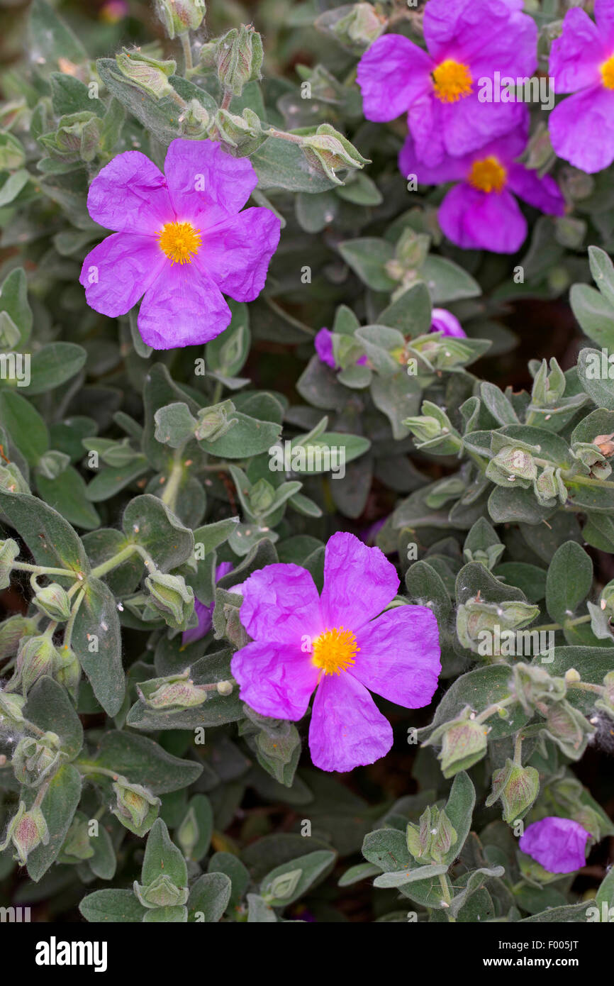 White-leaved Zistrosen, grau-leaved Zistrose (Cistus Albidus), blühen Stockfoto
