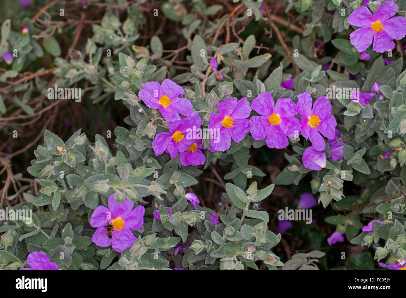 White-leaved Zistrosen, grau-leaved Zistrose (Cistus Albidus), blühen Stockfoto