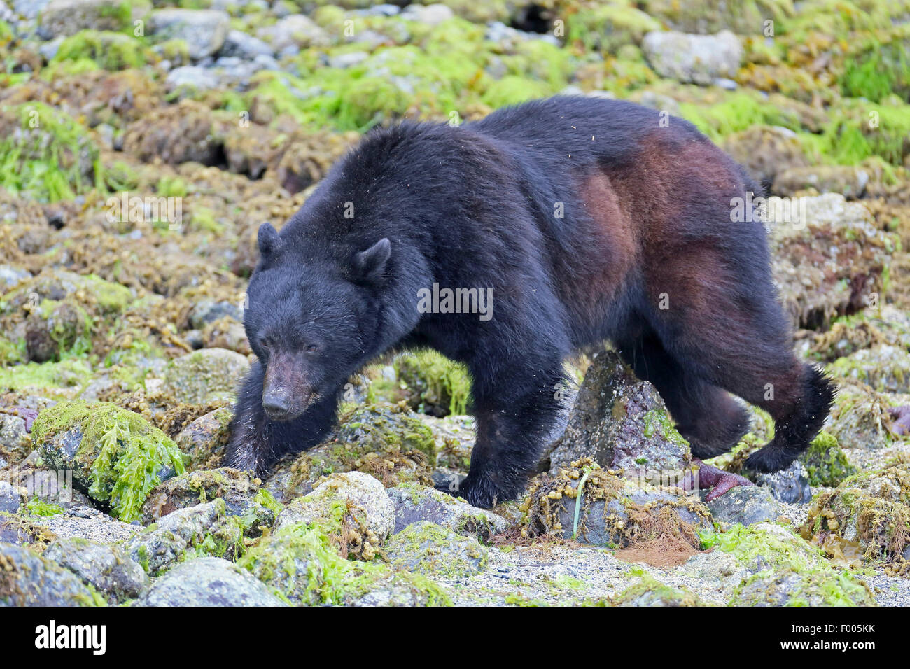 Amerikanische Schwarzbären (Ursus Americanus), zu Fuß in der steinigen Küste, Banff Nationalpark, Kanada, Alberta Stockfoto