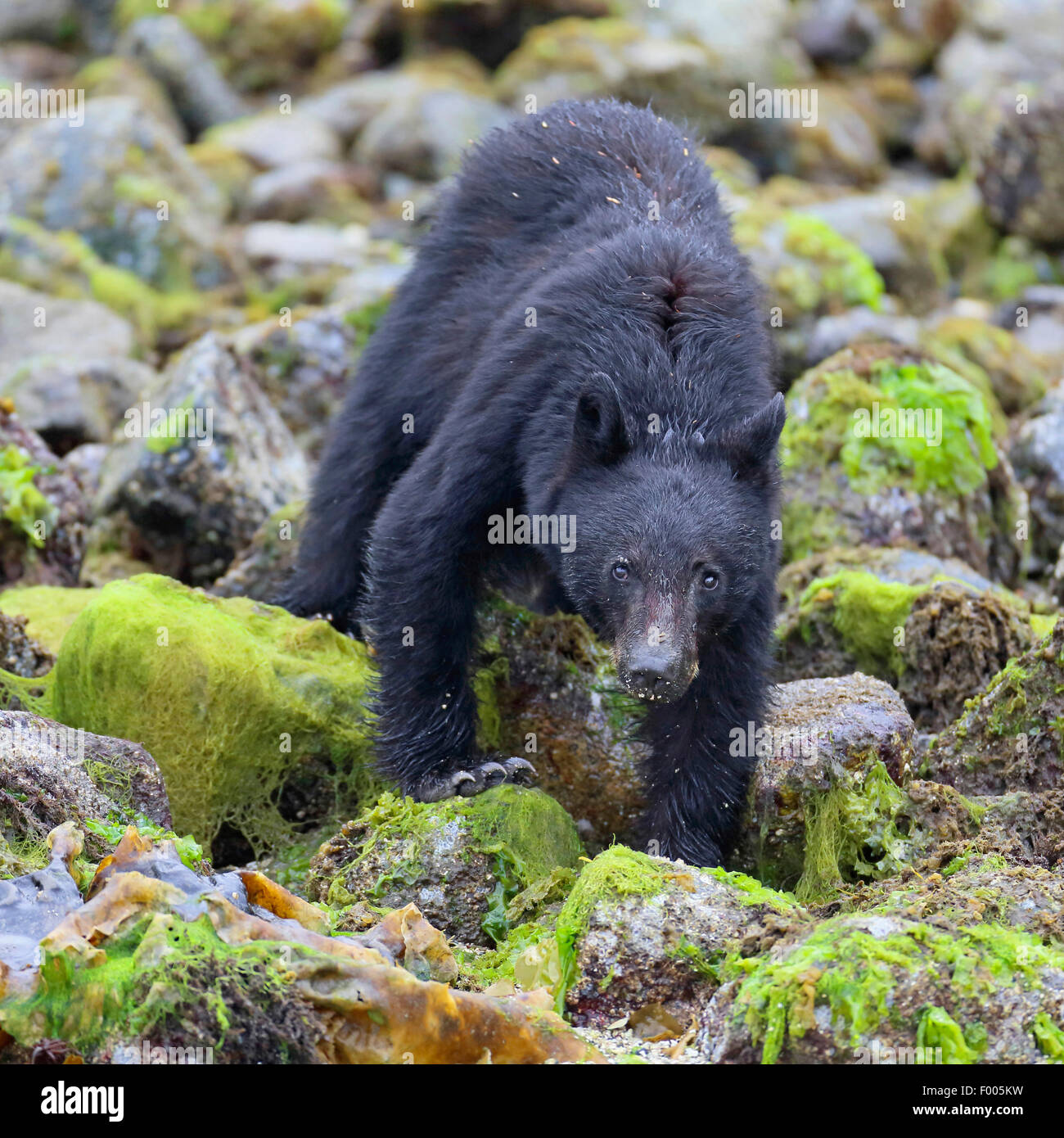 Amerikanische Schwarzbären (Ursus Americanus), zu Fuß an der steinigen Küste und suchen Nahrung, Kanada, Alberta Banff National Park Stockfoto