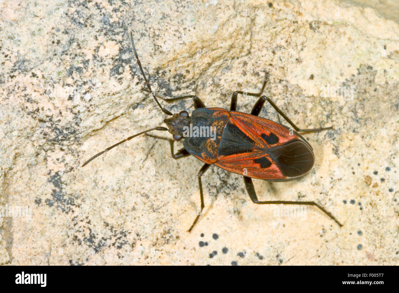 Wolfsmilch Bugs, Samen Fehler (Rhyparochromus Phoeniceus), Samen-Fehler auf einem Stein Stockfoto