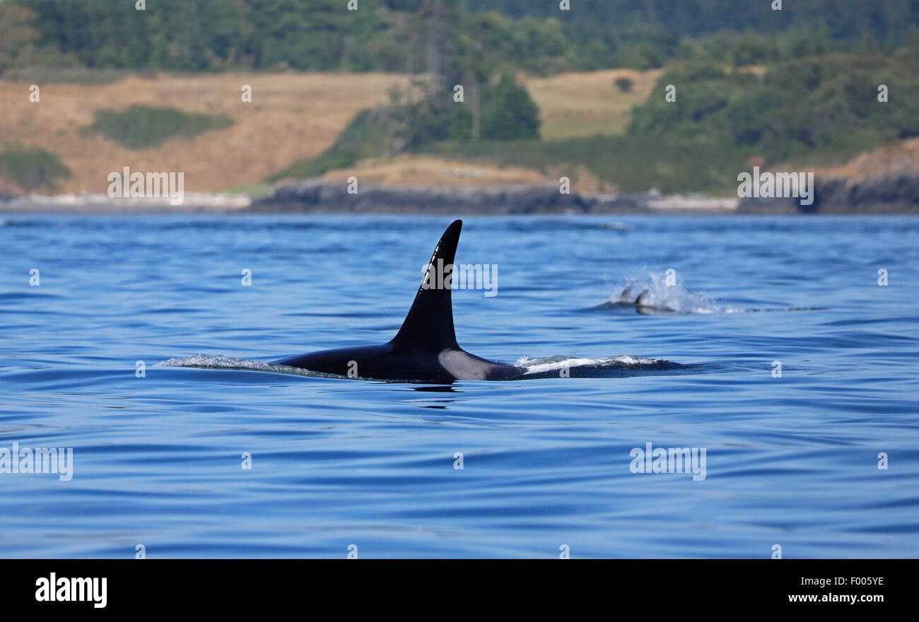 Großer Schwertwal, Orca, Schwimmen männlich, Kanada, Victoria, Haro Strait, Grampus (Orcinus Orca) Stockfoto